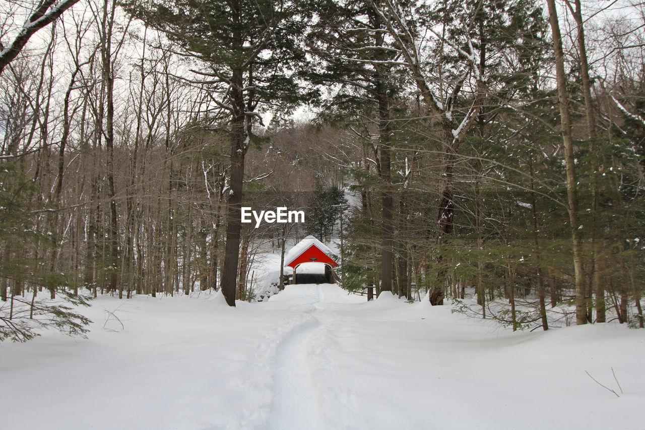 SNOW IN FOREST