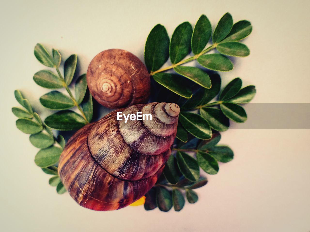 Close-up of snail on leaves over white background