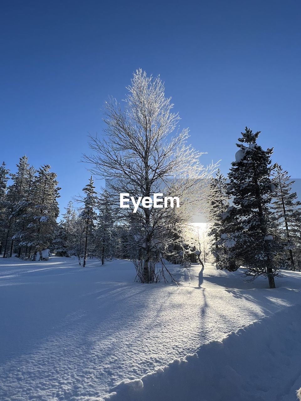 winter, tree, blue, plant, sky, nature, reflection, snow, freezing, frost, low angle view, no people, sunlight, ice, beauty in nature, clear sky, cold temperature, wind, day, outdoors, branch, cloud, coniferous tree, growth, pinaceae, tranquility, frozen, scenics - nature, pine tree, environment