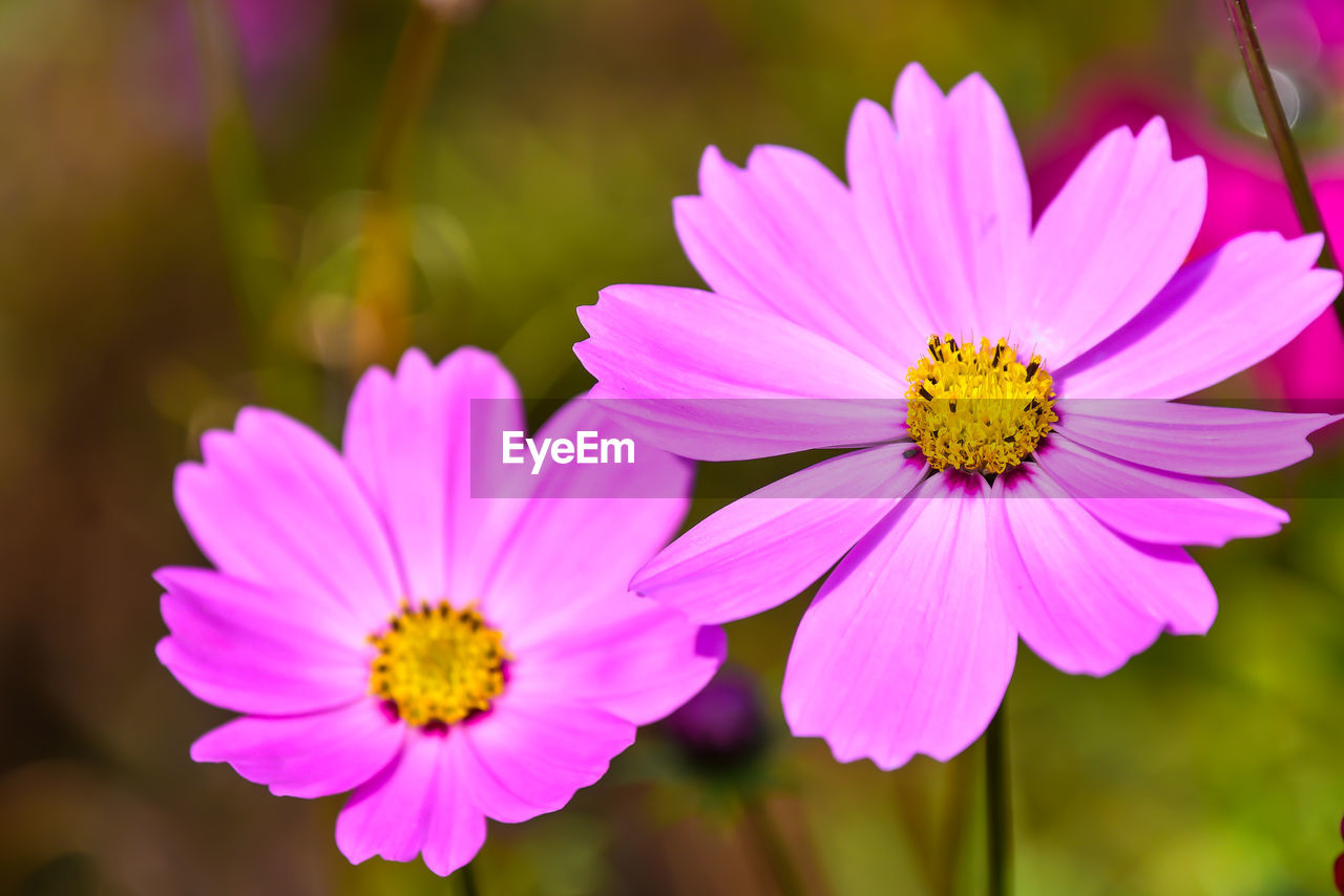 Close-up of cosmos flowers