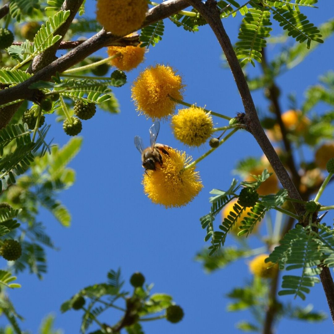 Honey bee on yellow flower against blue sky