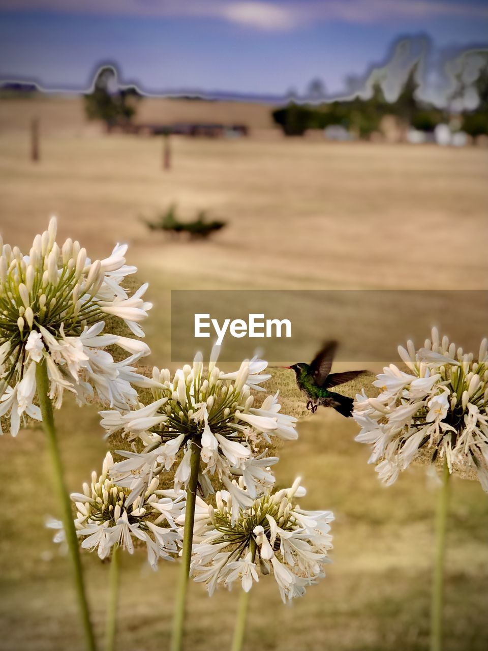 Close-up of white flowering plant on field