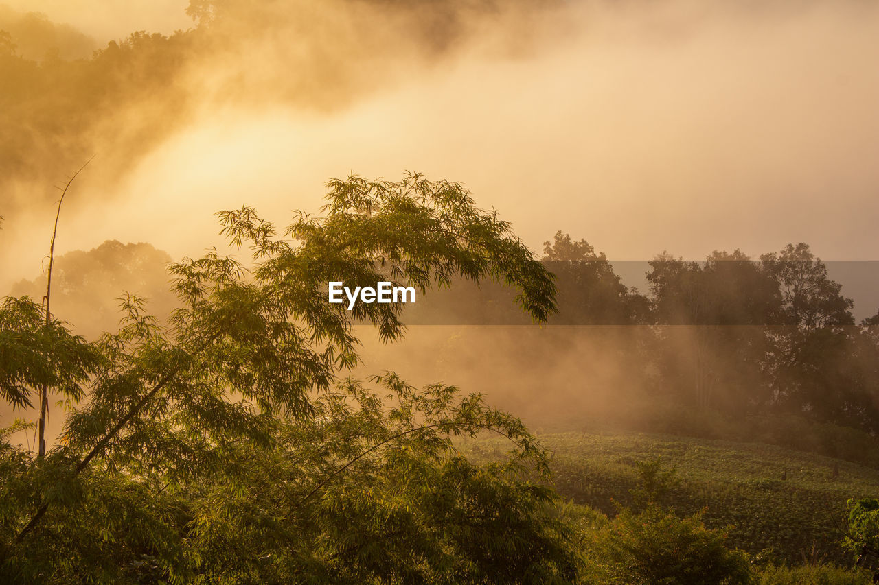 Morning atmosphere with fog, sunray, and bamboo tree