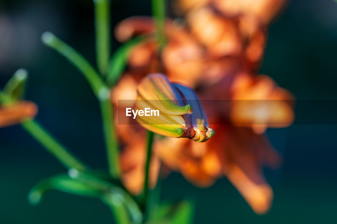 A close up of a tiger lily about to bloom at sunset
