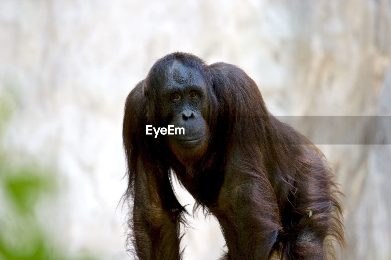 Portrait of chimpanzee in zoo