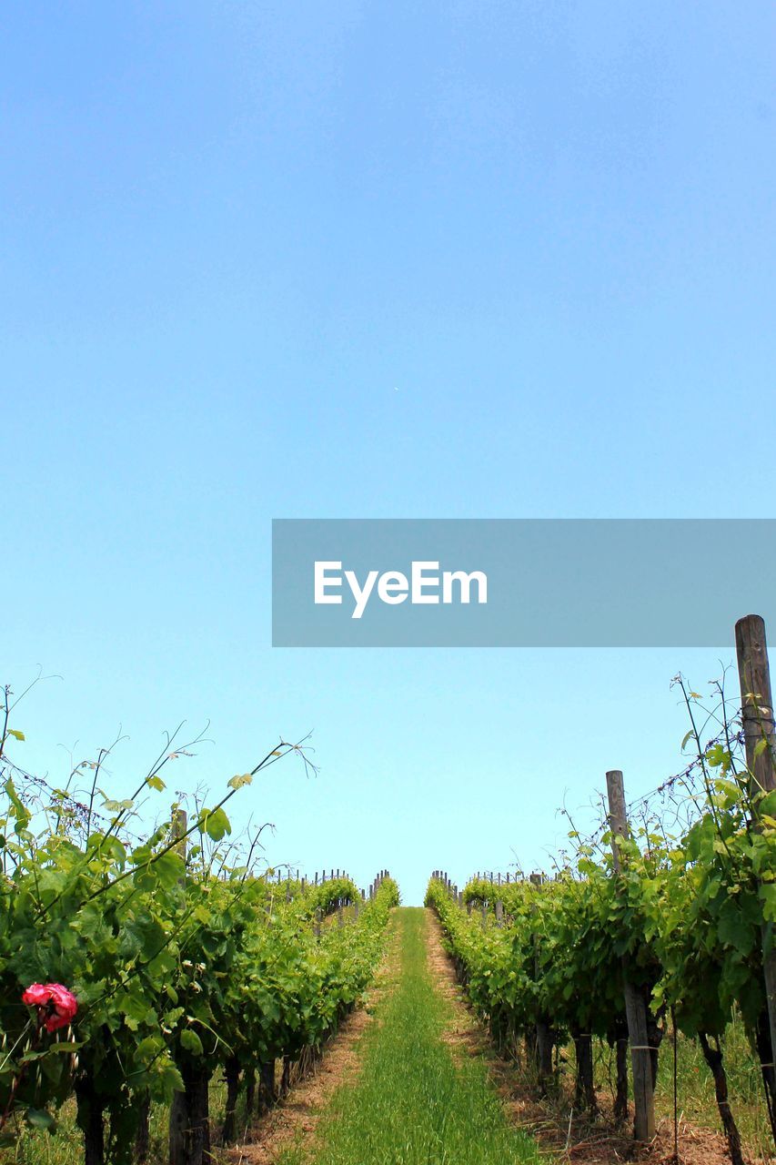 TREES ON FIELD AGAINST CLEAR SKY