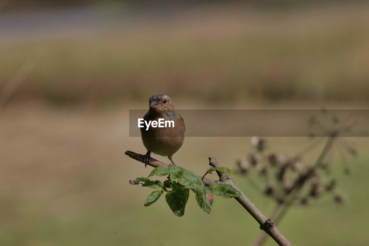 BIRD PERCHING ON BRANCH