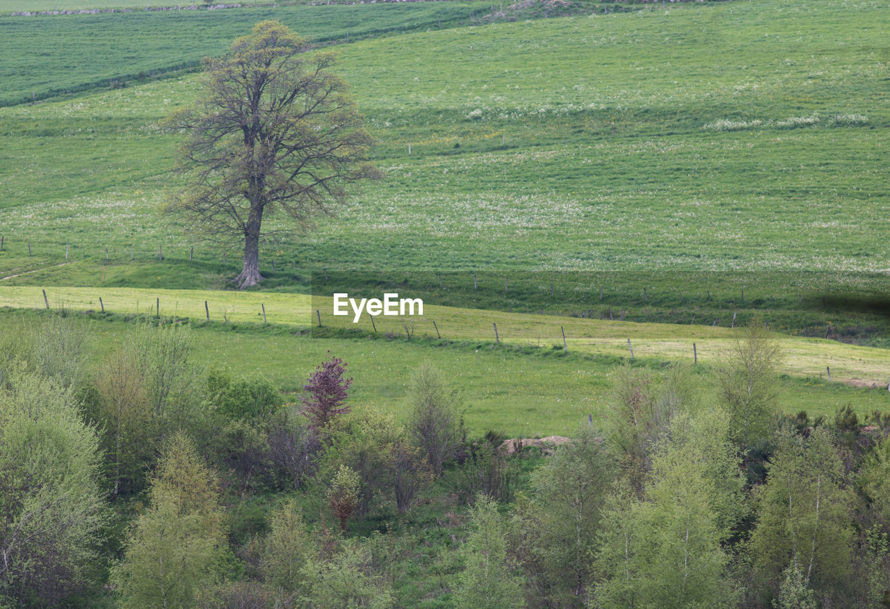 Green spring meadow and trees