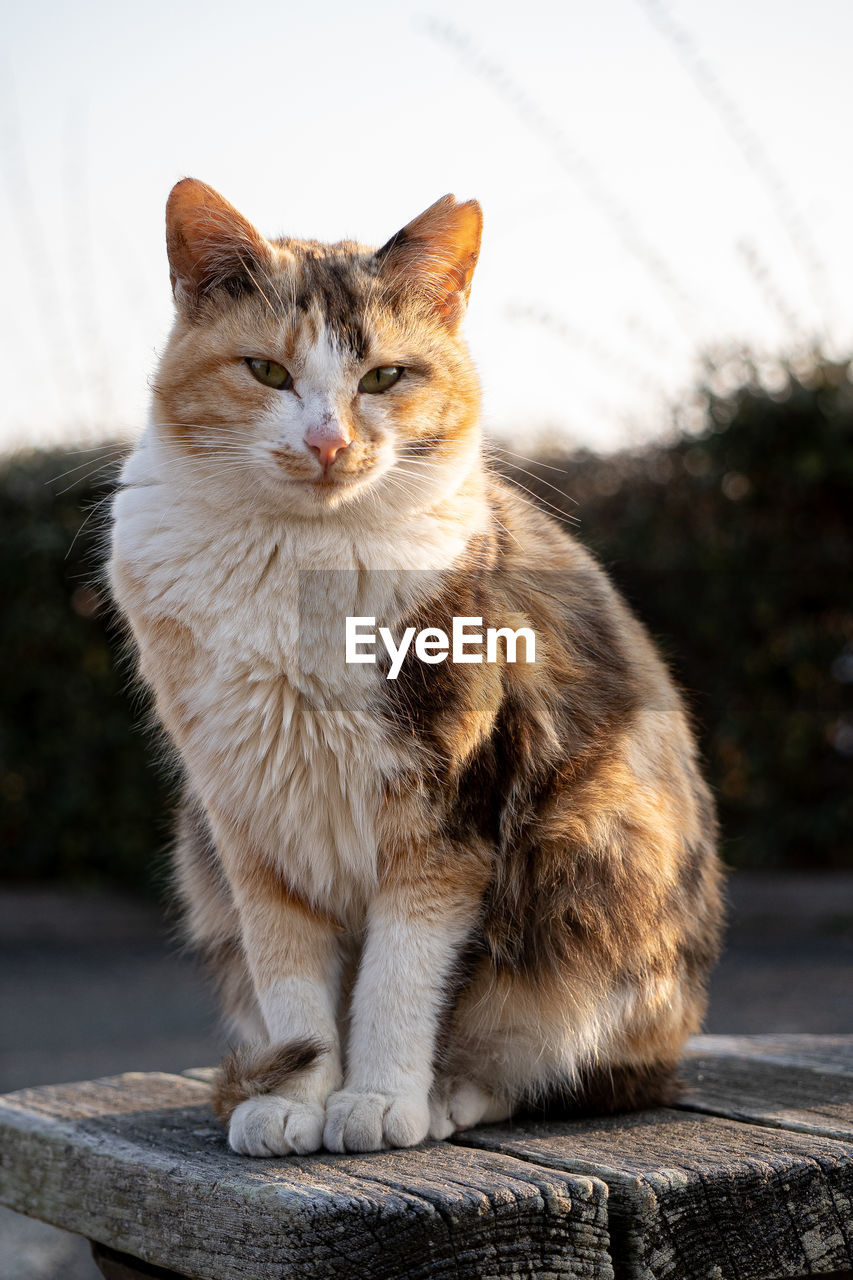 CLOSE-UP OF A CAT SITTING