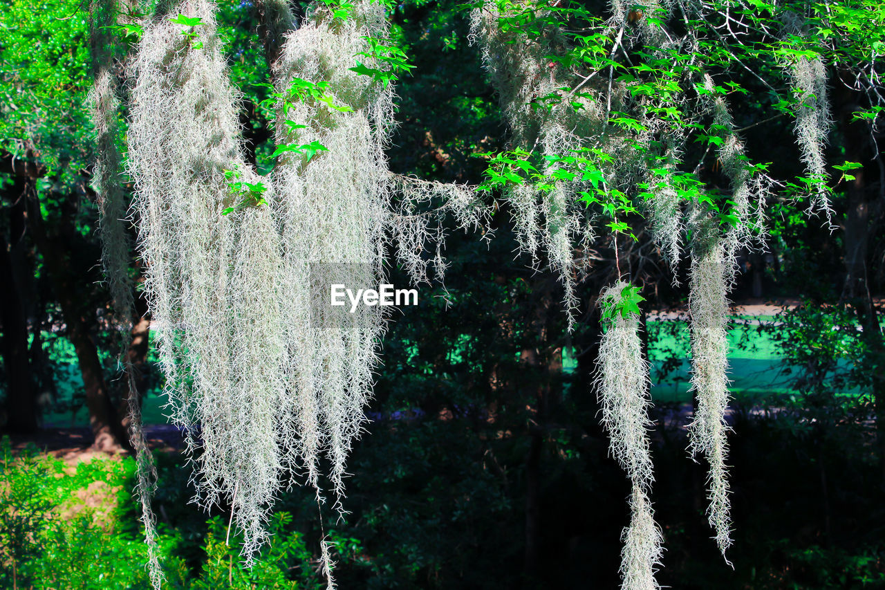 PLANTS BY TREES AGAINST BLURRED BACKGROUND