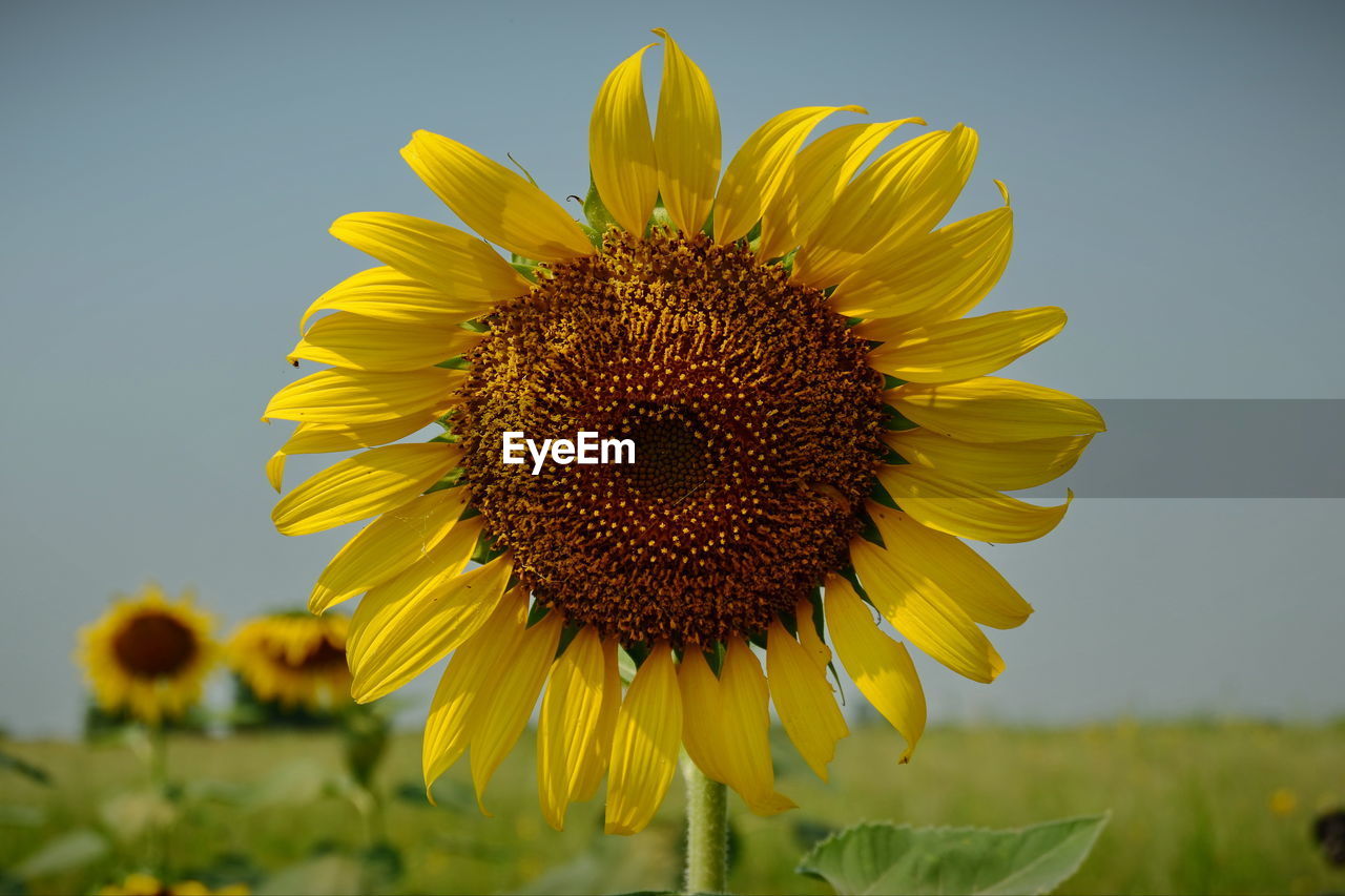 Close-up of sunflower