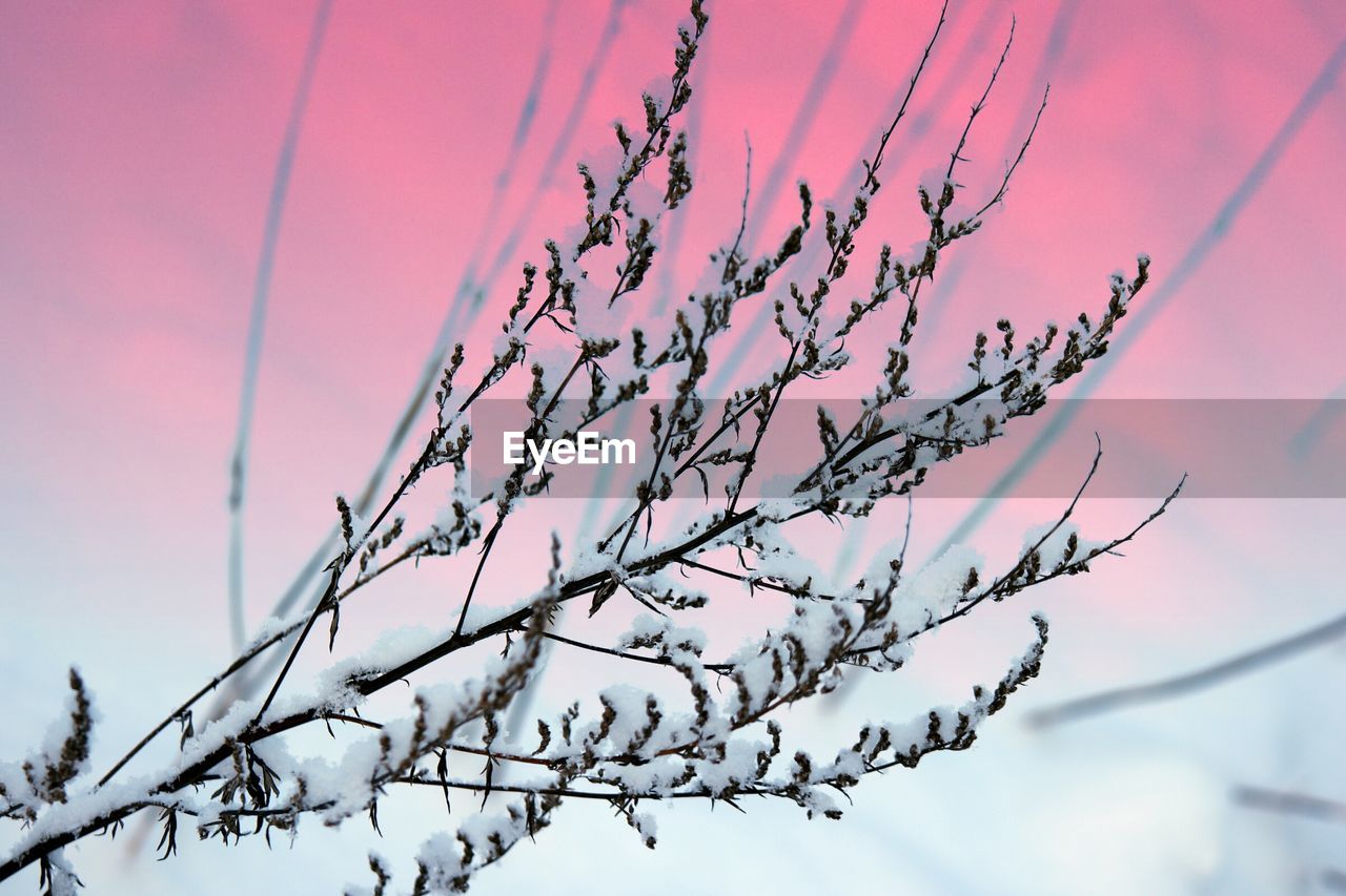 Close-up of snow covered tree against sky