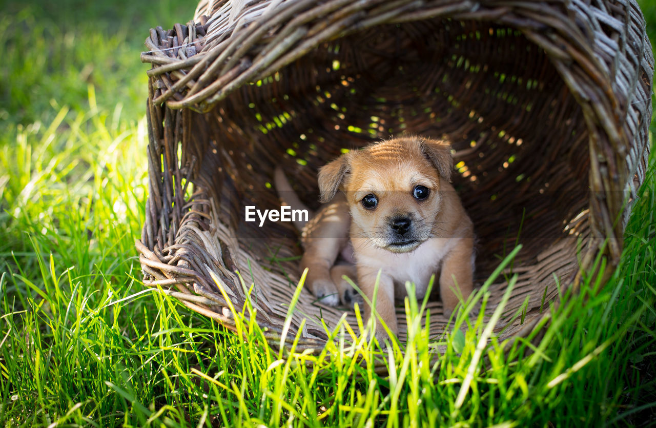 Portrait of puppy on grass
