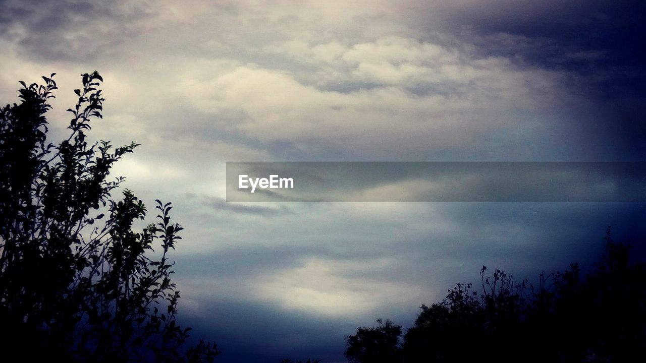 LOW ANGLE VIEW OF TREE AGAINST SKY