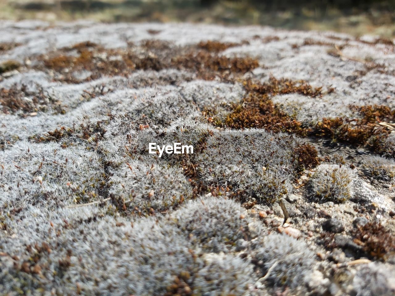 Close-up of snow on land