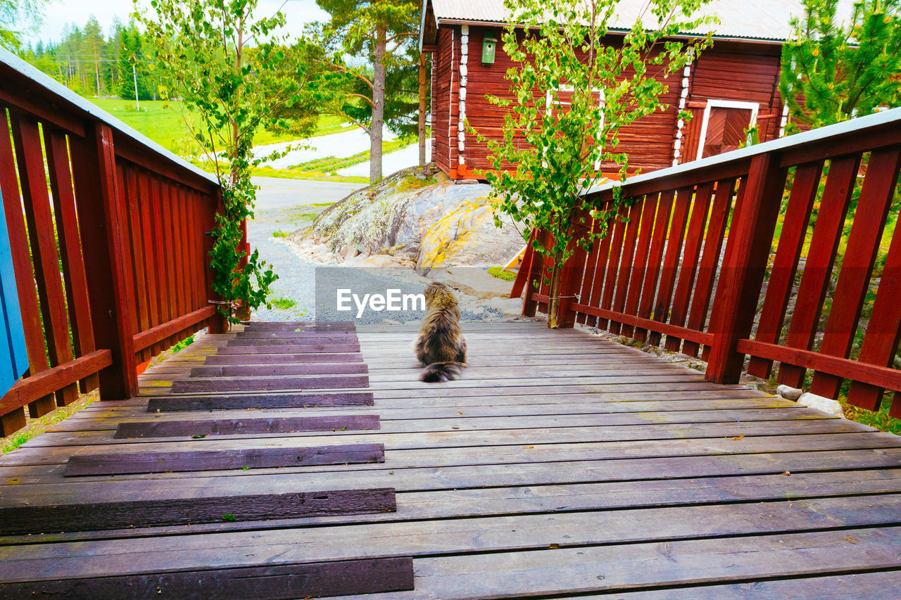 Rear view of hairy cat on boardwalk