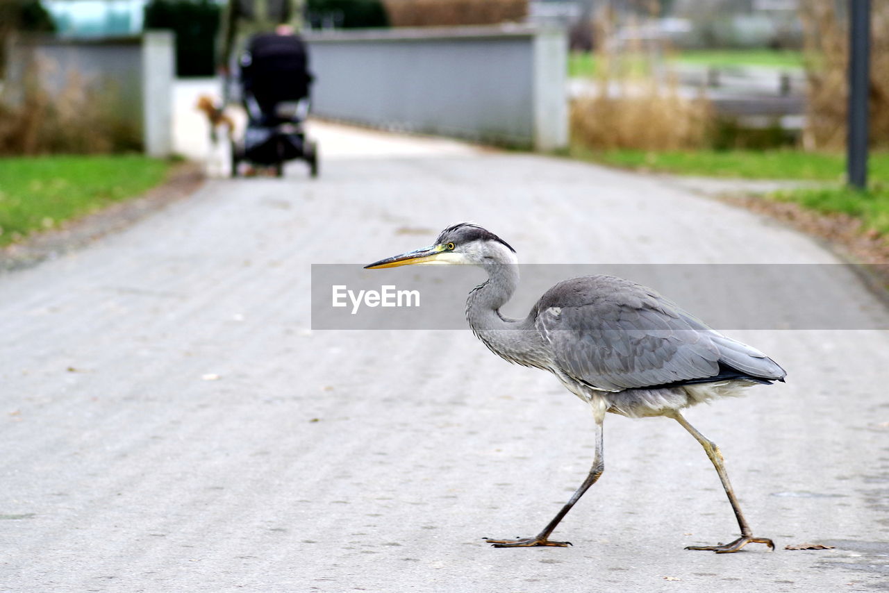 High angle view of gray heron perching on flower