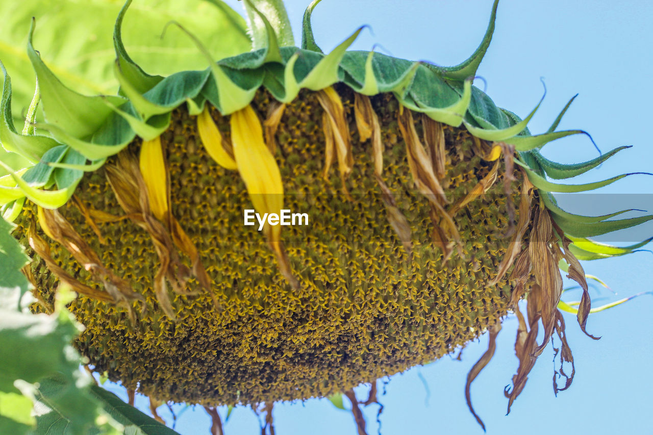 CLOSE-UP OF HONEY BEE ON SUNFLOWER