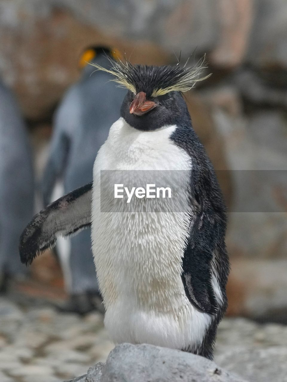 The rockhopper penguin