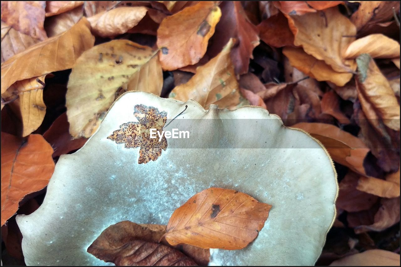 Close-up of dry autumn leaves