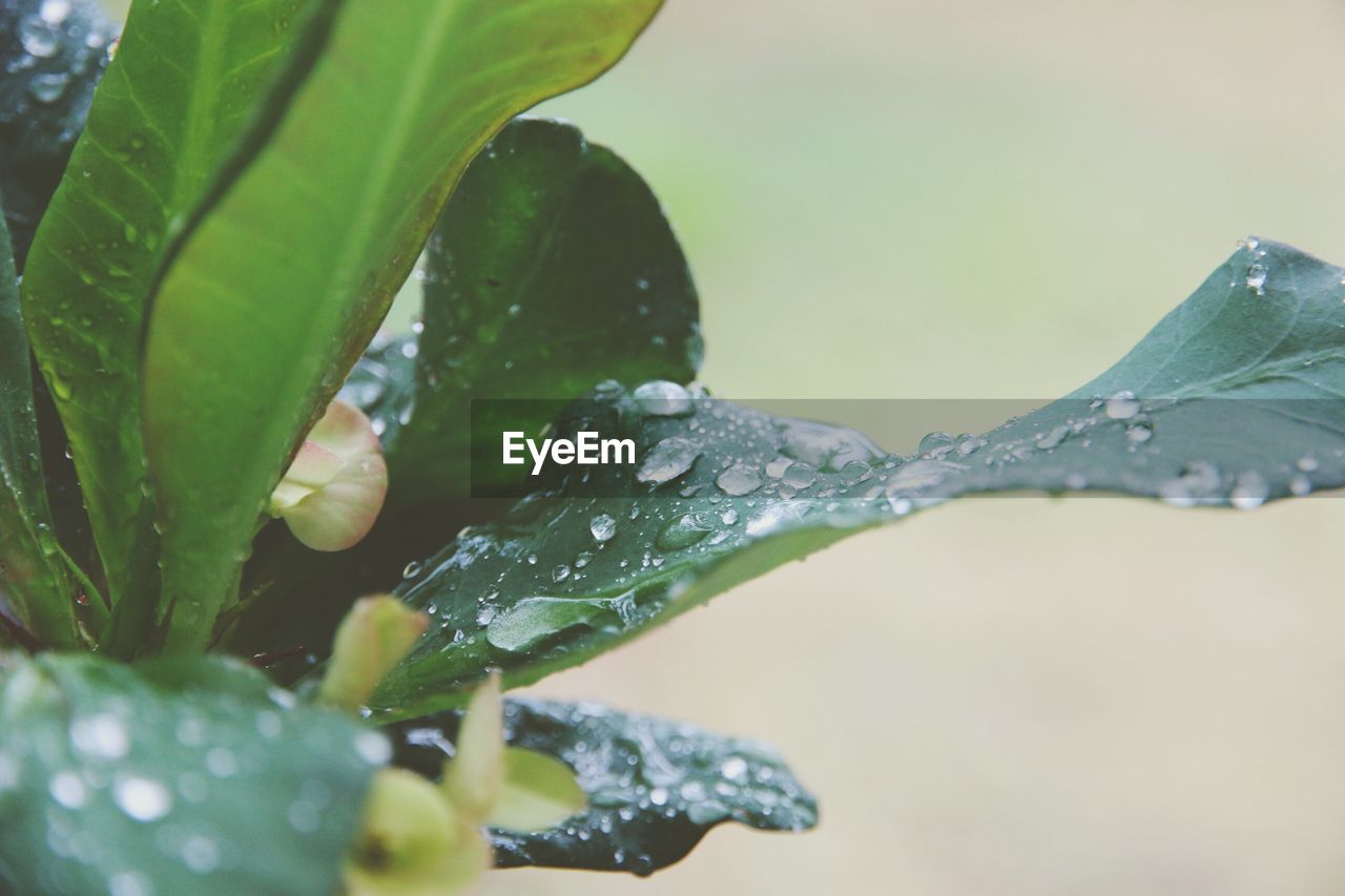 CLOSE-UP OF WATER DROPS ON LEAF