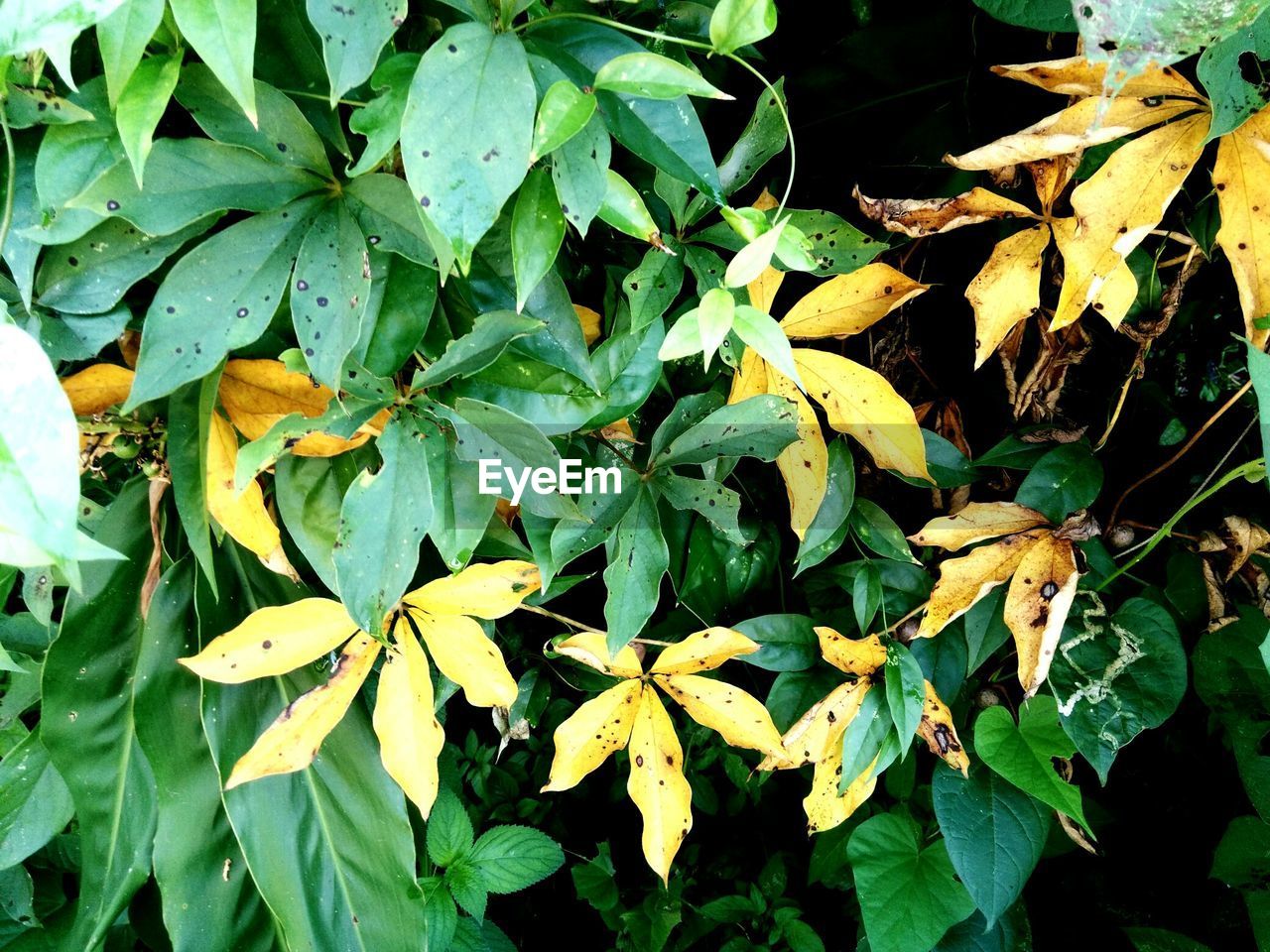 CLOSE-UP OF GREEN LEAVES