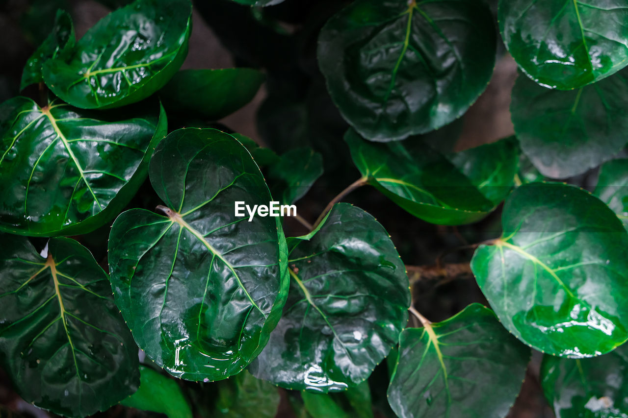 Close-up of wet leaves