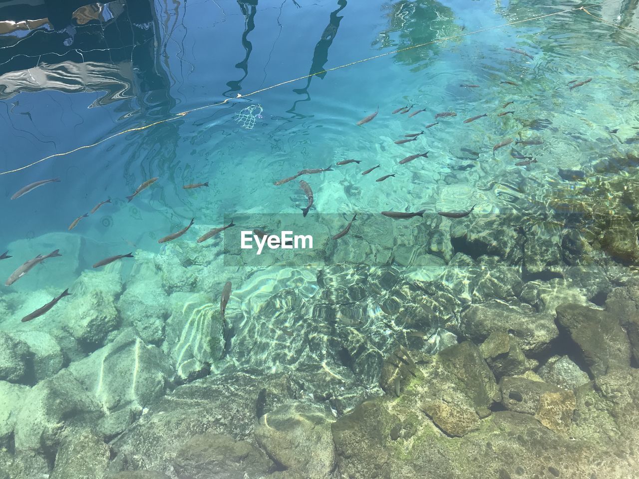 VIEW OF FISH SWIMMING UNDERWATER