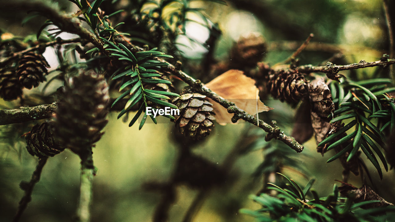 Close-up of pine cone on tree