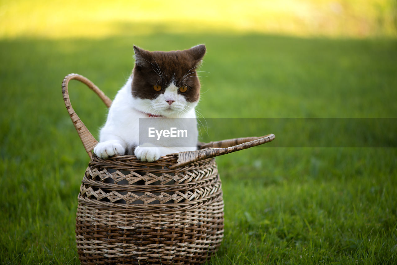 British shorthair is sitting in a wicker basket on a background of green grass