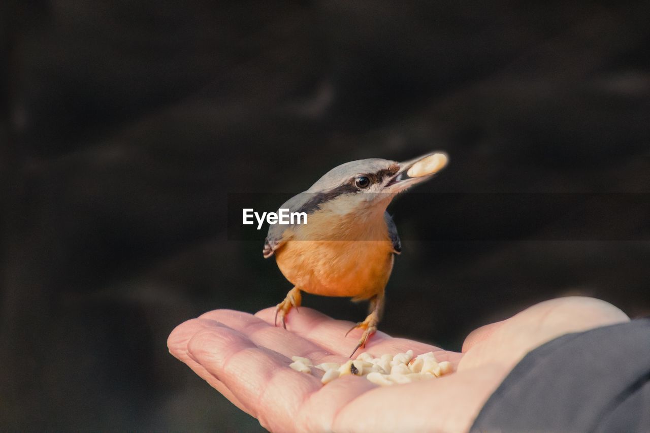 Close-up of hand holding bird