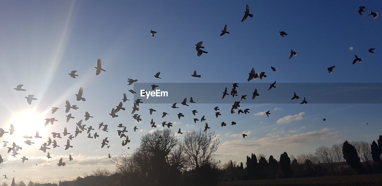 Low angle view of birds flying in sky