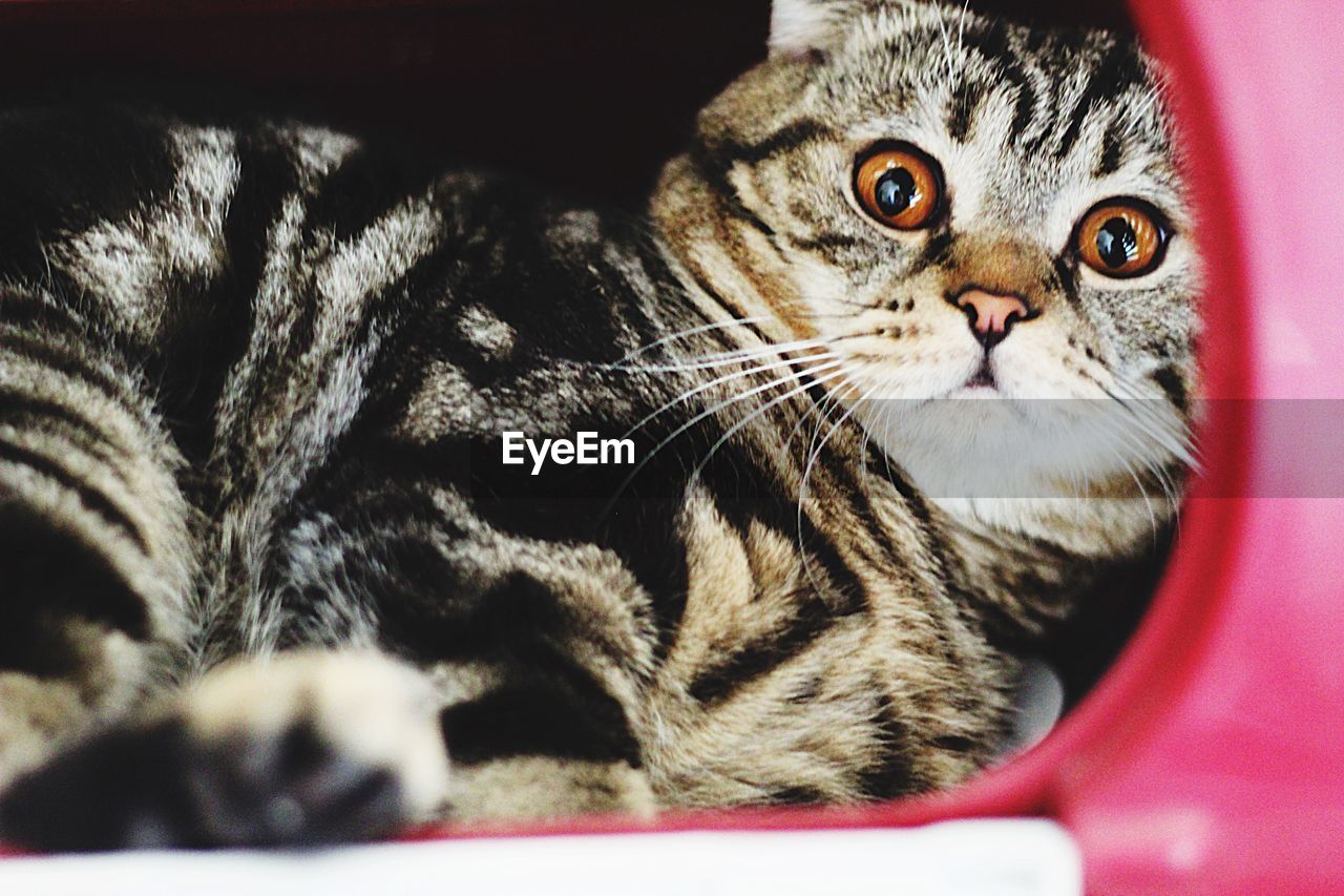 CLOSE-UP OF CAT RESTING