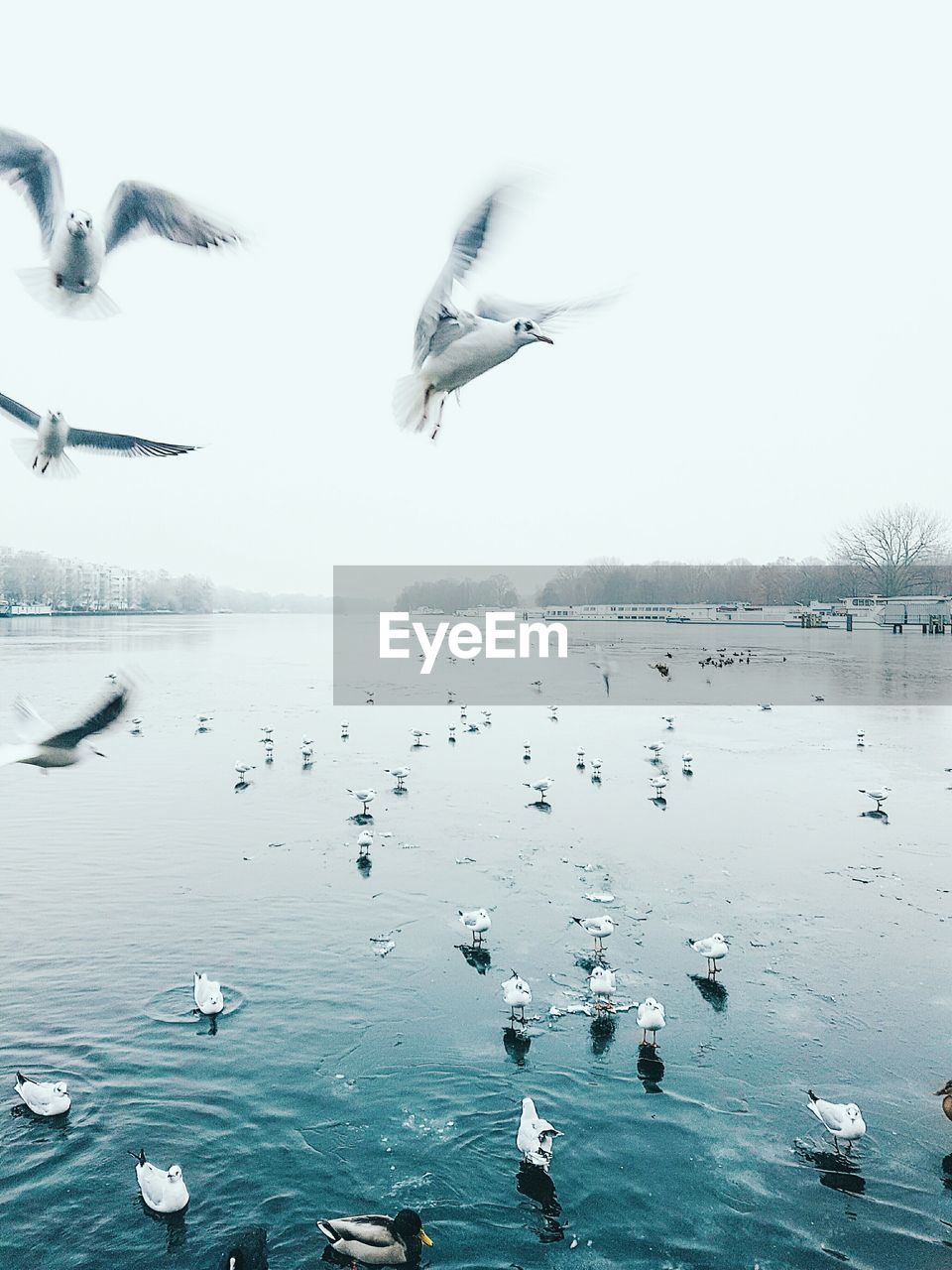 Birds flying over sea against sky