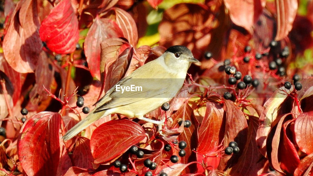 CLOSE-UP OF SPARROW PERCHING ON RED LEAVES