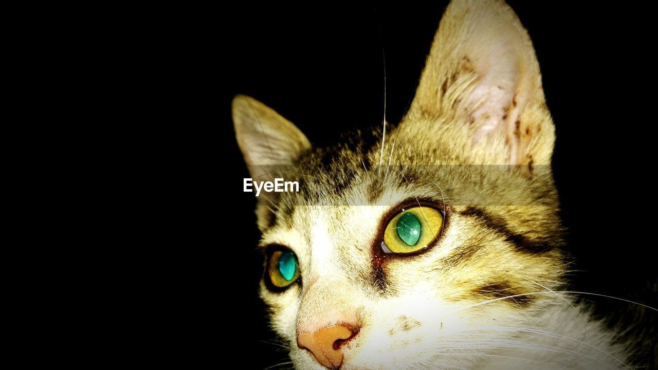 CLOSE-UP PORTRAIT OF CAT IN BLACK BACKGROUND