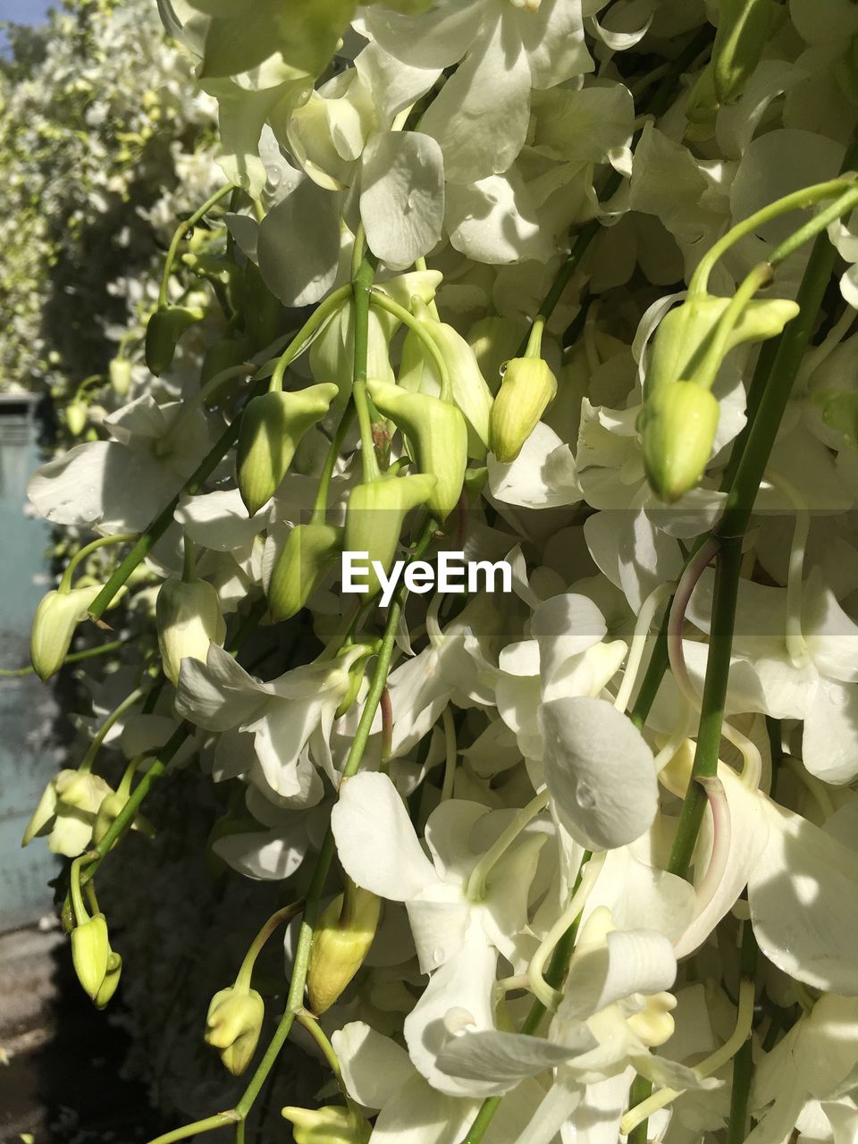 CLOSE-UP OF WHITE FLOWERS ON PLANT