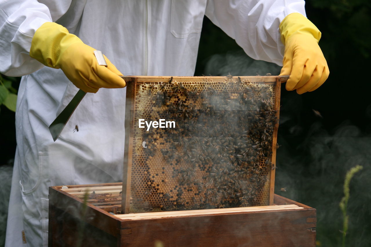 Midsection of beekeeper in protective suit examining bees on honeycomb