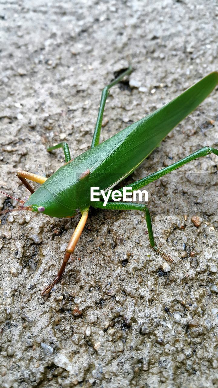 Close-up of green insect on rock