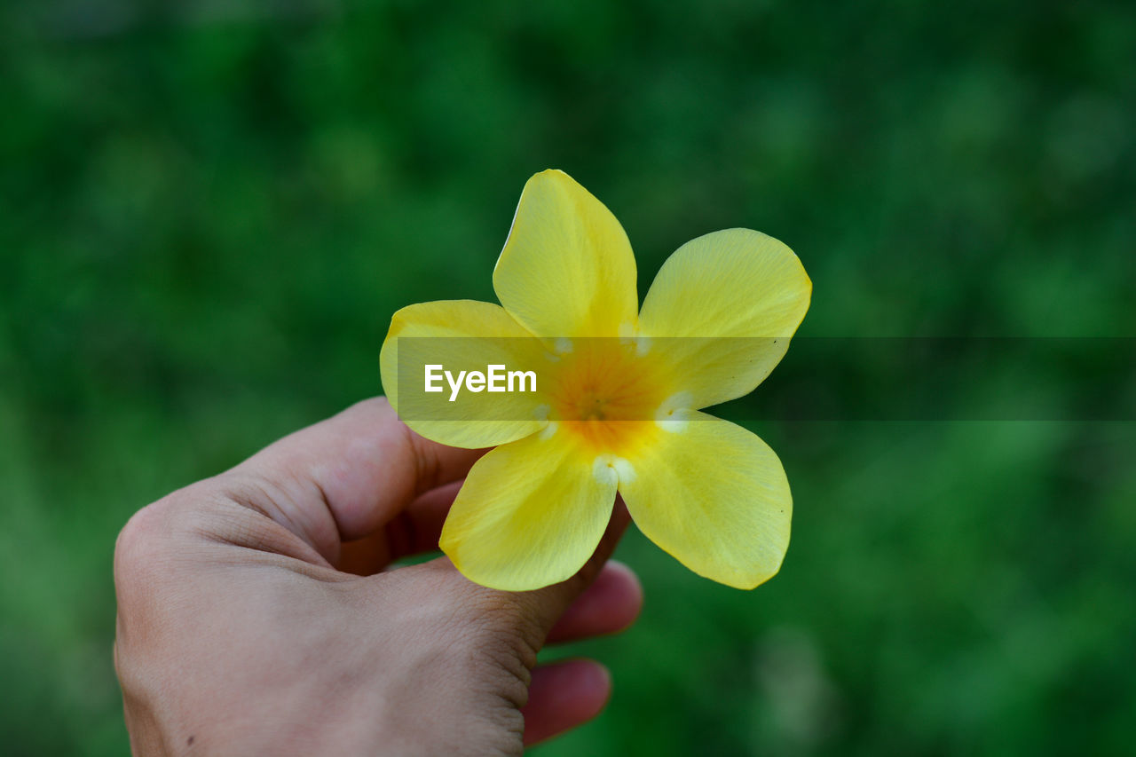 CLOSE-UP OF HAND HOLDING YELLOW FLOWERS