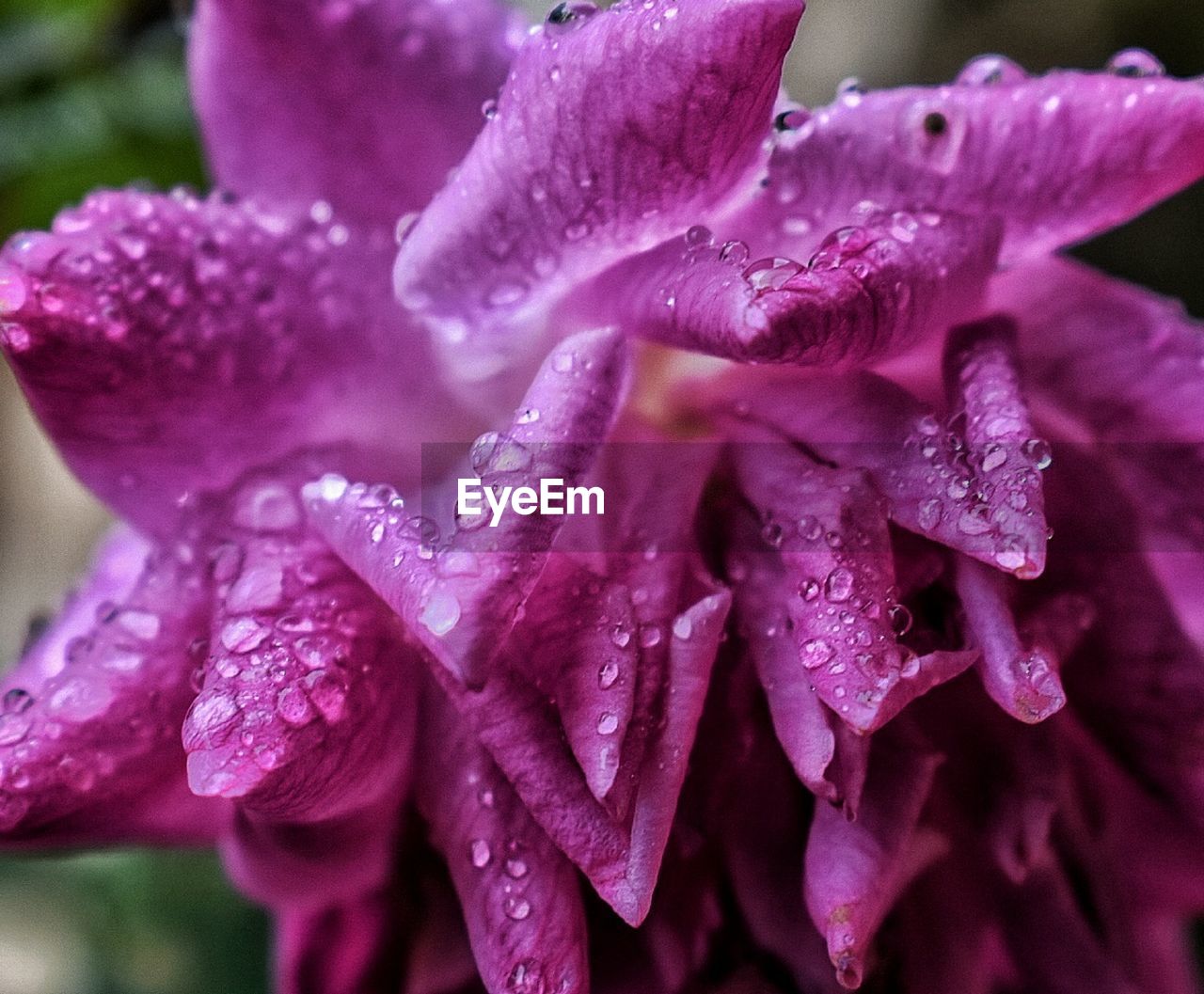 Close-up of water drops on purple flower