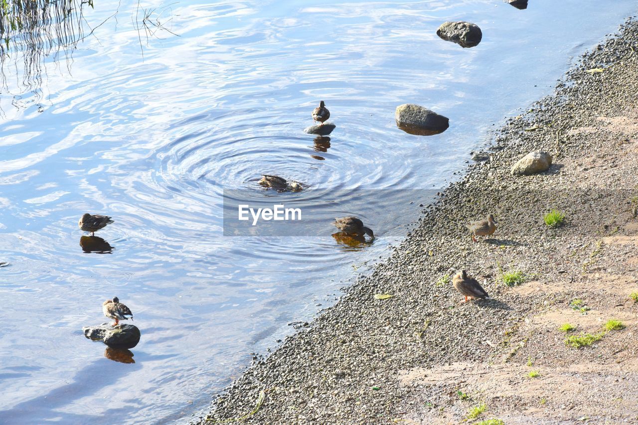 HIGH ANGLE VIEW OF DUCKS IN LAKE