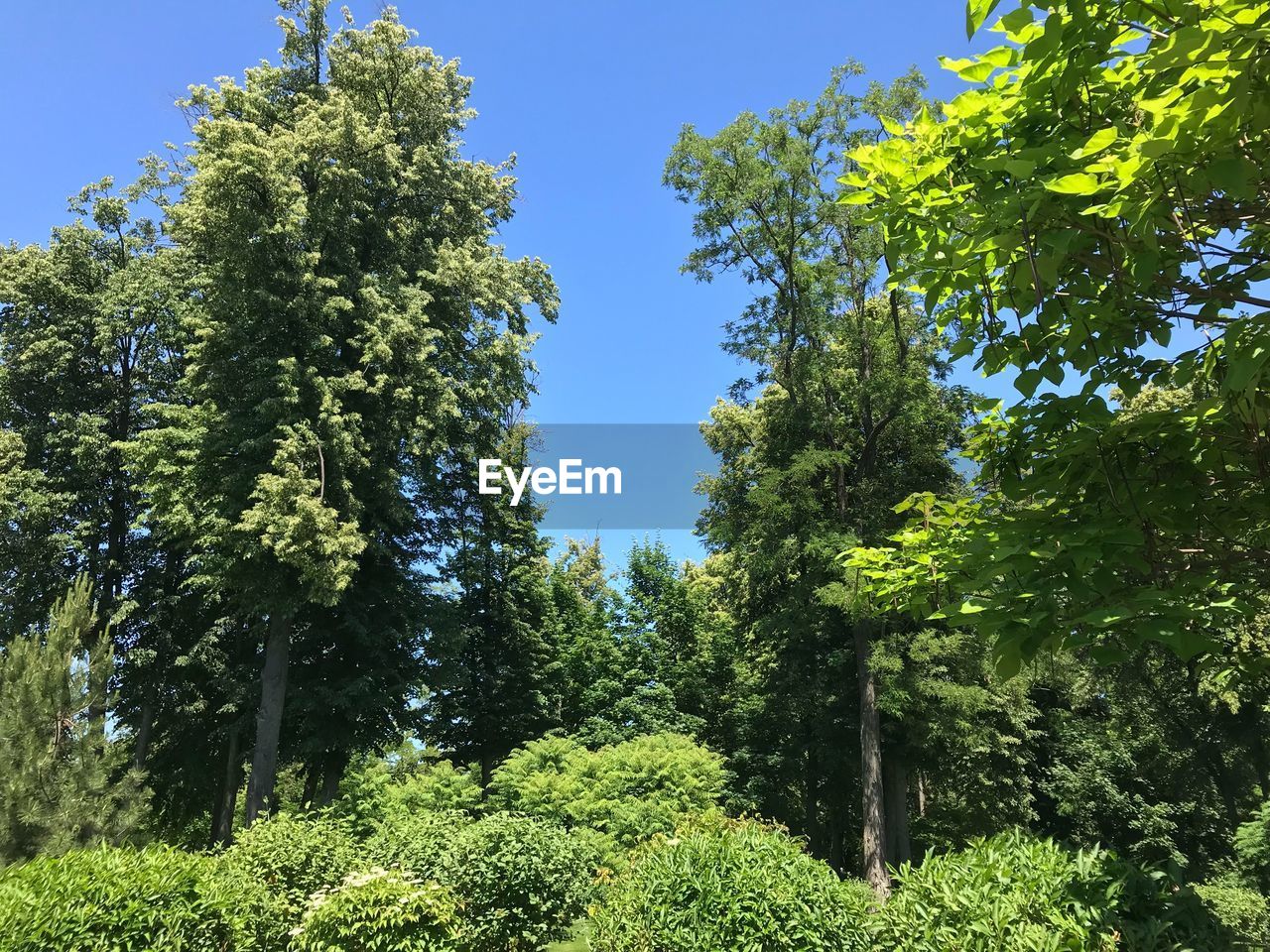 LOW ANGLE VIEW OF TREES AGAINST CLEAR SKY