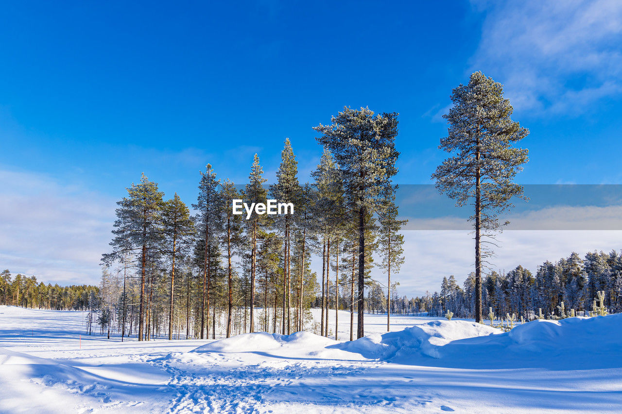 bare tree on snow covered field against blue sky