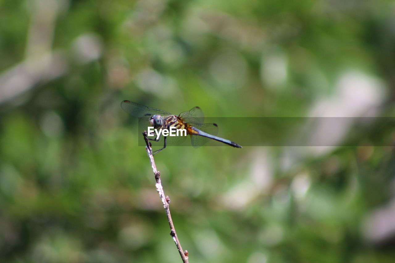 CLOSE-UP OF A INSECT ON TWIG