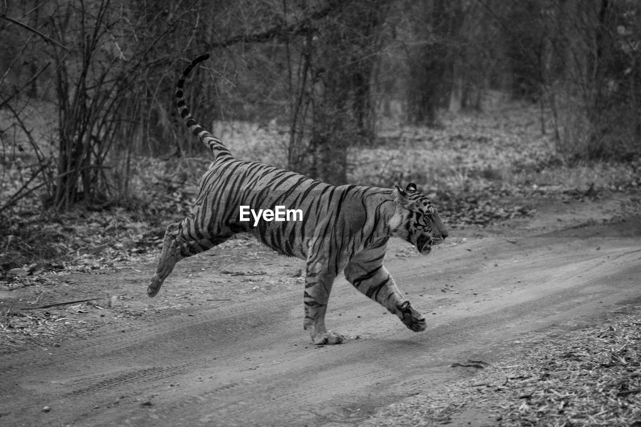 side view of tiger walking on field