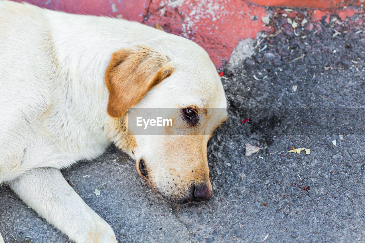 HIGH ANGLE PORTRAIT OF DOG LYING ON STREET