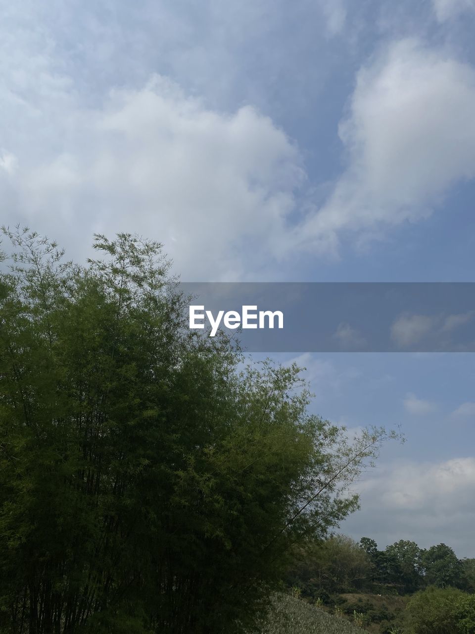 sky, tree, cloud, plant, nature, sunlight, low angle view, no people, beauty in nature, green, grass, growth, day, outdoors, tranquility, environment, blue