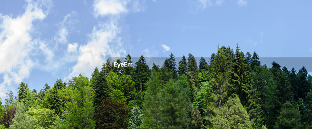 Low angle view of trees against sky
