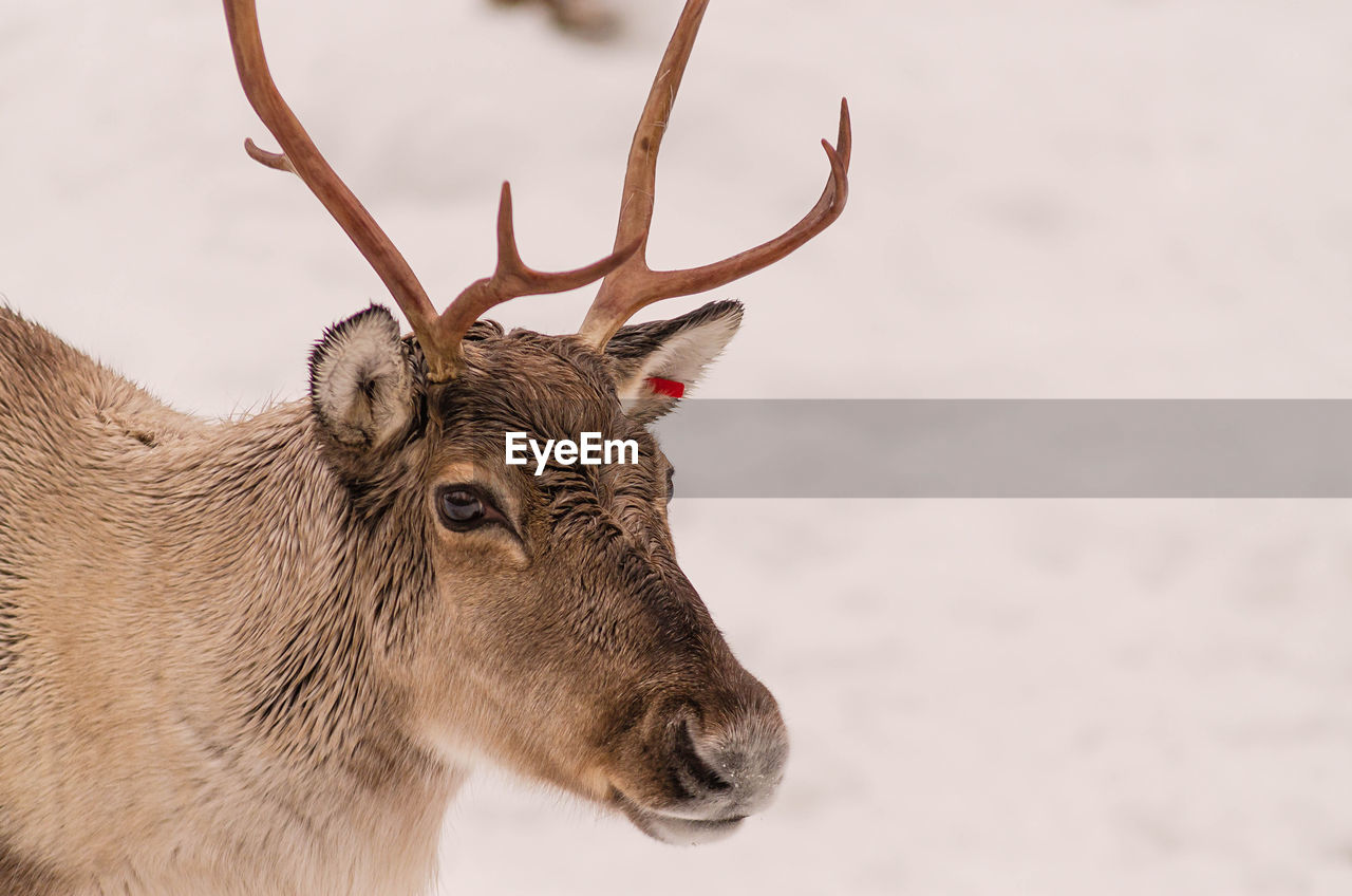 Close-up of reindeer in snow